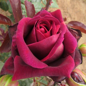 Galben piersică - trandafir teahibrid